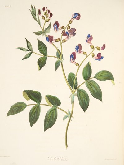 Orobo di primavera, da Illustrazioni floreali delle stagioni, pub. 1829 da Margaret Roscoe